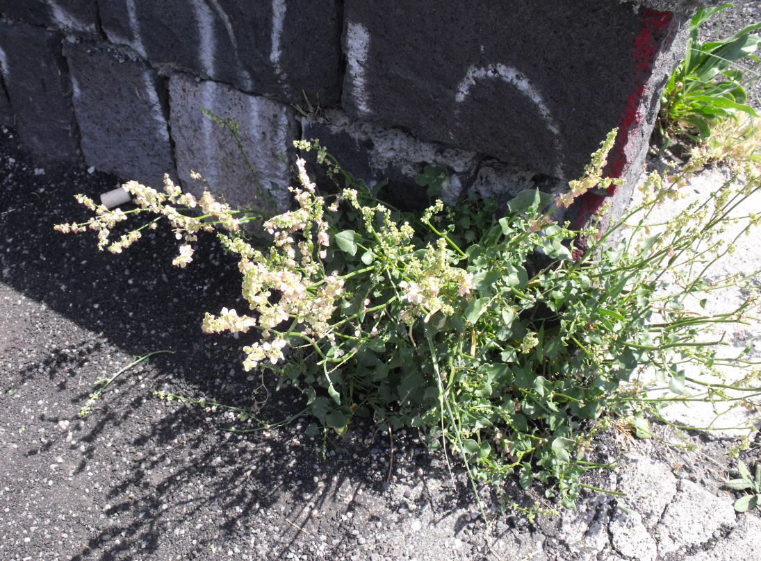 Rumex scutatus